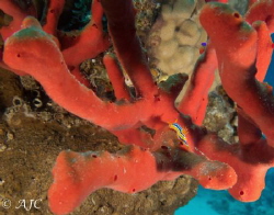 Tiny Pajama Slug on a red finger sponge. I only had my wi... by Alexandra Caine 